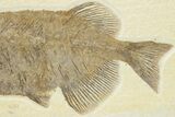 Impressive Fossil Fish (Phareodus) - Wyoming #207903-4